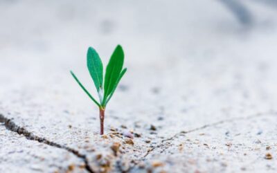 Relationship Marketing: The Importance of Nurturing Leads